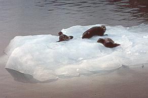 Seals on iceberg.