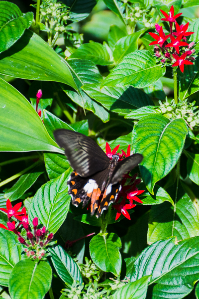 Butterfly at Butterfly Gardens.