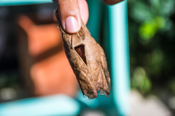 Chrysalis with butterfly at Butterfly Gardens.