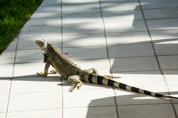 Iguana near the pool at the Riu Palace Antillas.