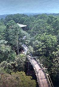 Amazon Jungle Walk in Brazil.
