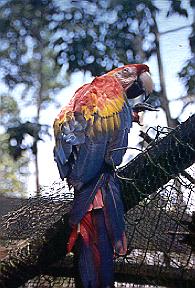 Parot in Amazon Jungle in Brazil.