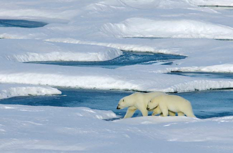 Polar bears on Sea Ice.
