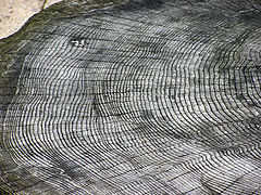 Tree rings.