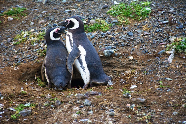 A pair of penguins in the entrance to their burrow (home).