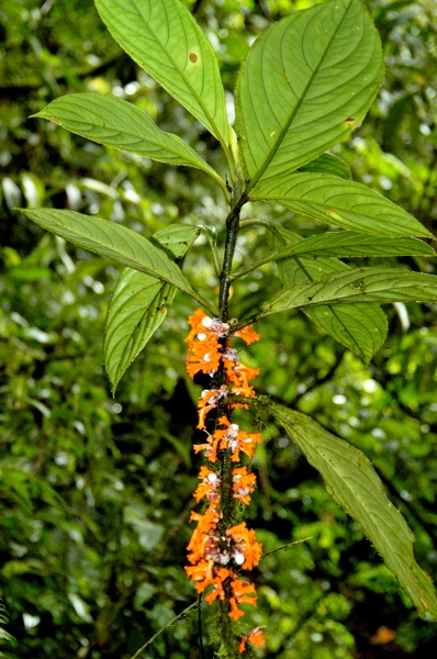 Flower seen on nature walk.
