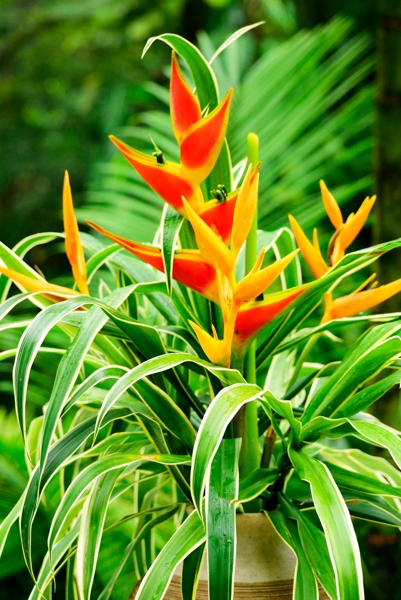 Flower at Casa Corcovado.