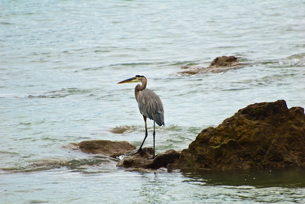 Bird in Corcovado National Park.