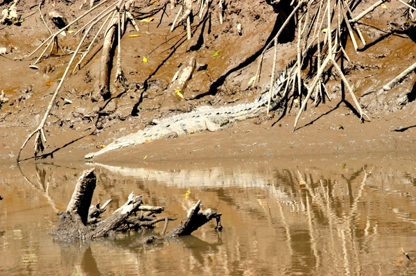 Crocodile with reflection in the Tarcoles River.