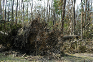 Root of big oak tree pulled out of ground.