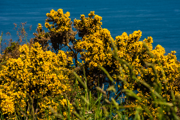 A flower that is widely seen throughout the countryside in Northern Ireland.