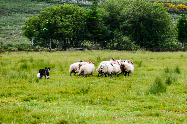 Demonstration of a dog herding sheep in the Republic of Ireland.
